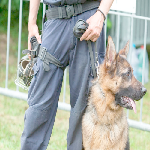 SÉCURITÉ CYNOPHILE